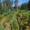 Plants: image 16 Of 208 Thumb
